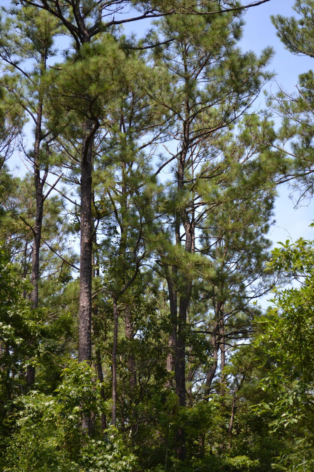 0 Holly Ridge Road Holly Ridge, NC 28445 - Photo 2 of 4 DSC_0260
