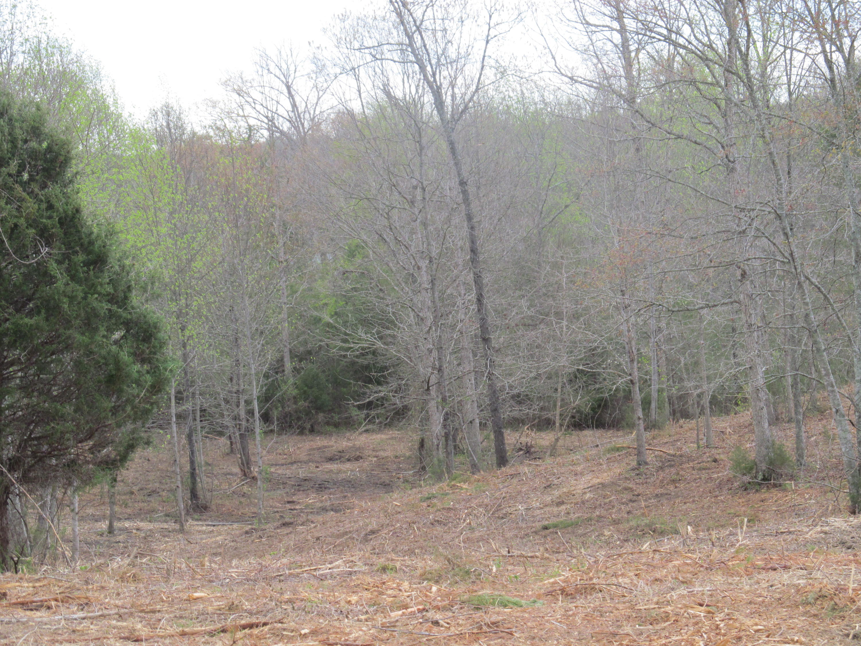 20-ac Bettis Road Georgetown, TN 37336 - Photo 3 of 5 028