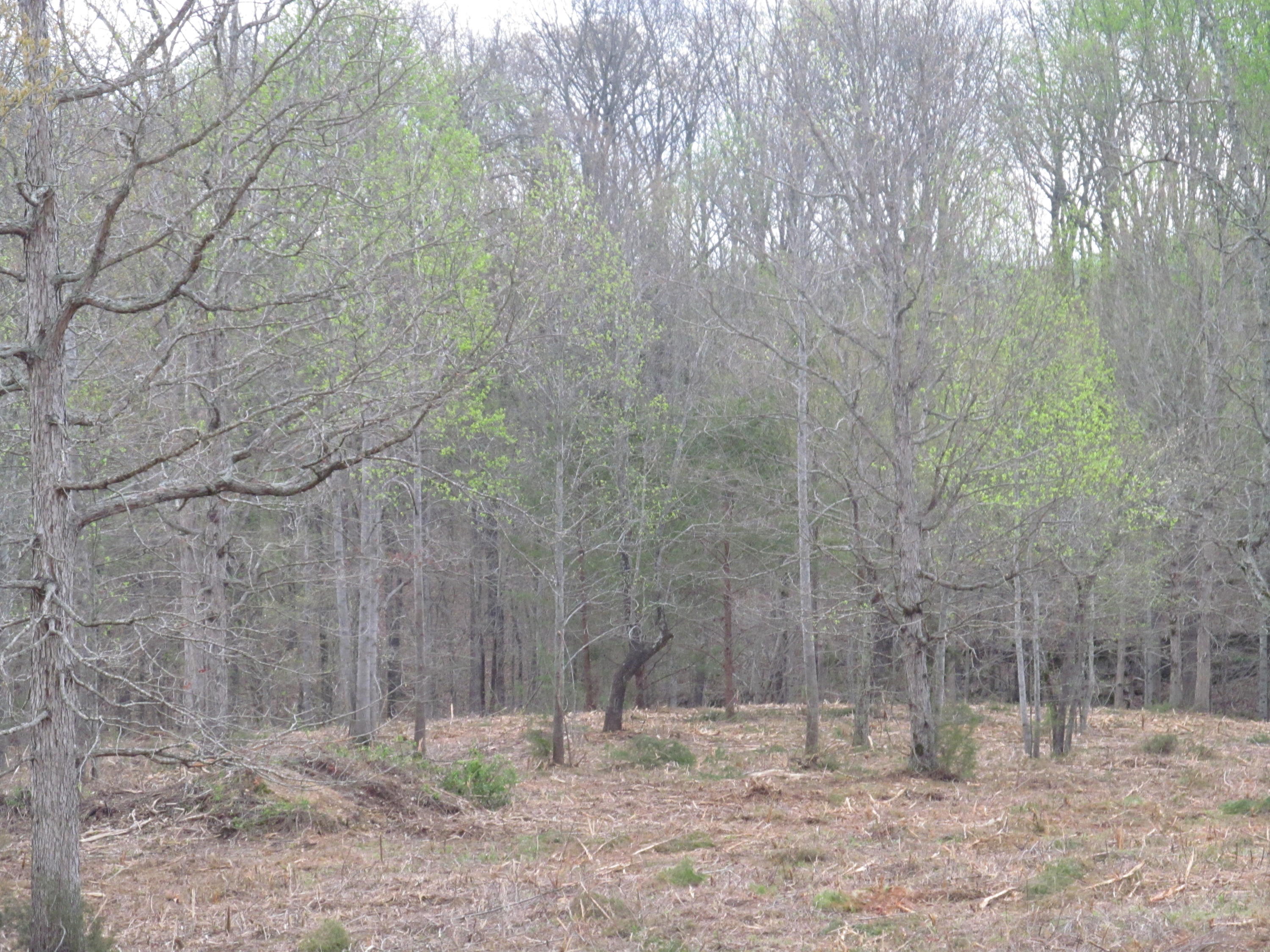 20-ac Bettis Road Georgetown, TN 37336 - Photo 4 of 5 029
