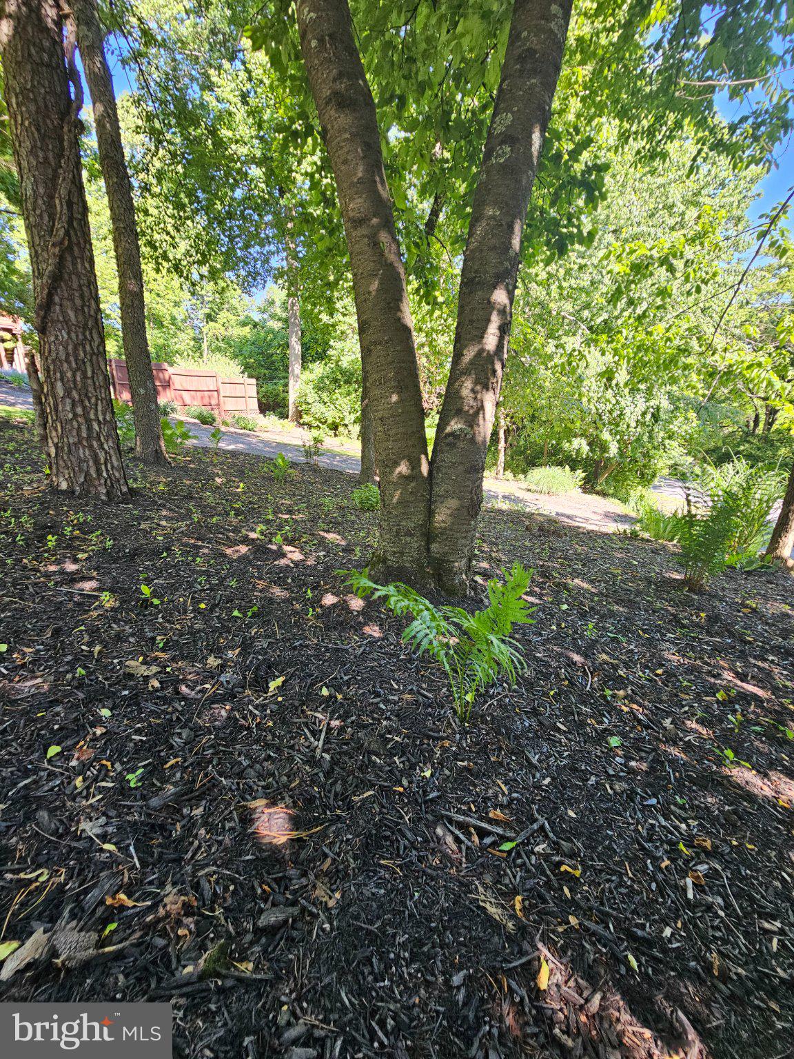 32 Parnassus Road Linden, VA 22642 - Photo 5 of 50 Lush greenery under towering trees.