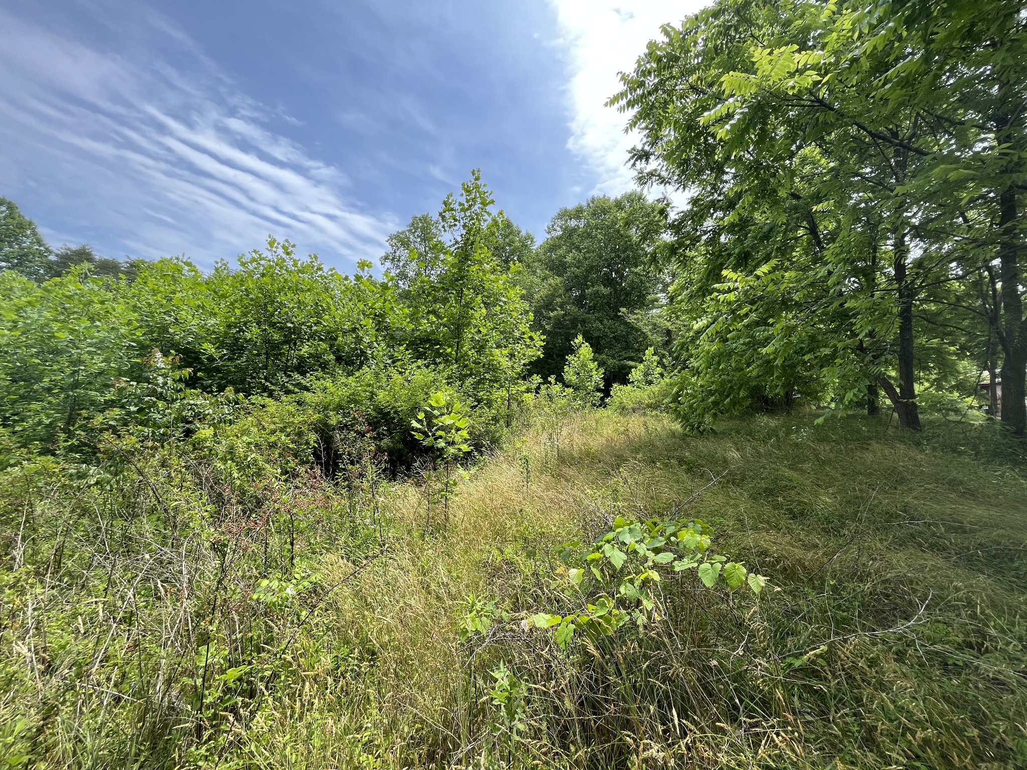 0 Lewis Road Spencer, TN 38585 - Photo 3 of 6 a view of a garden