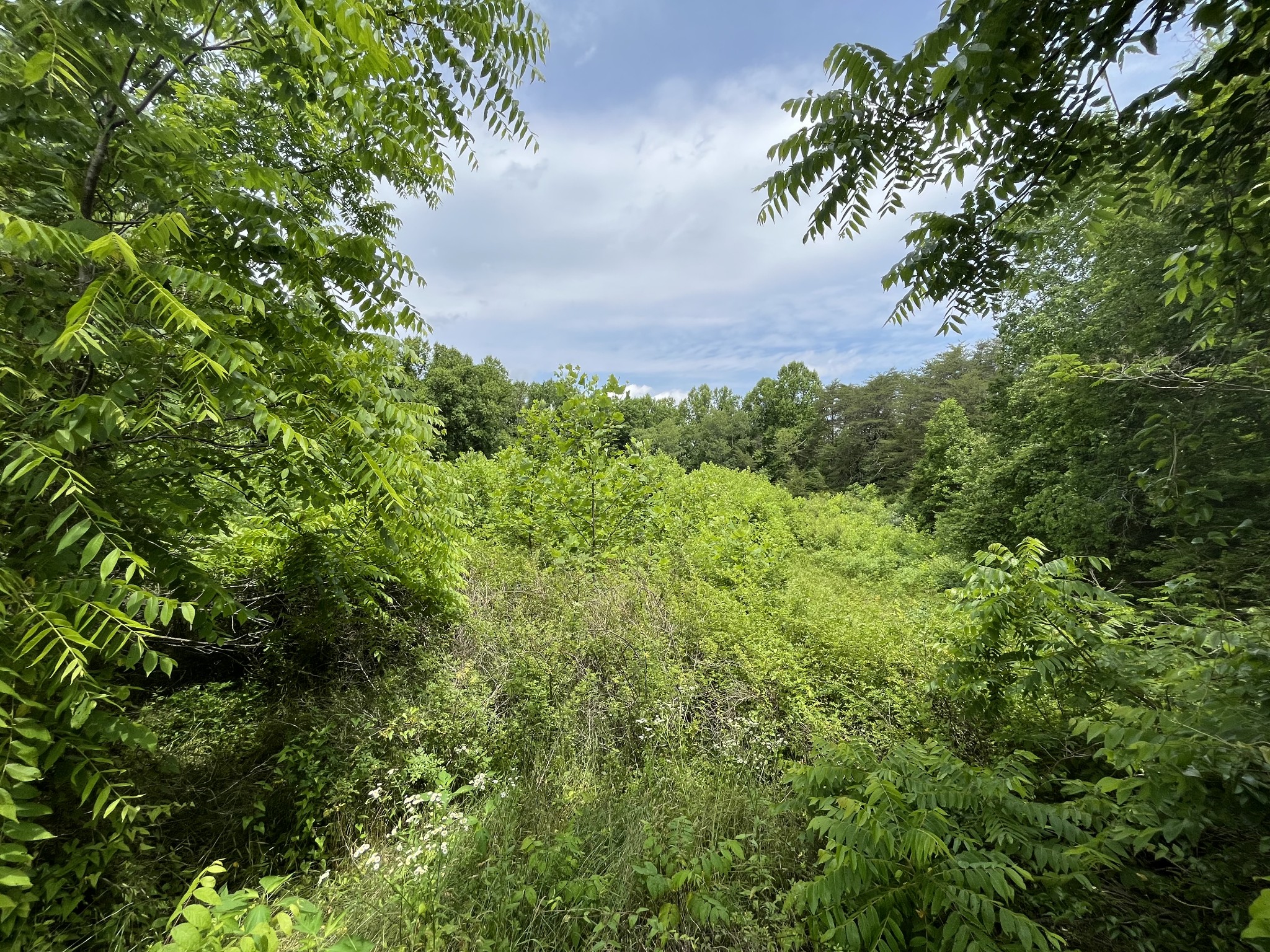 0 Lewis Road Spencer, TN 38585 - Photo 5 of 6 a view of a garden with a tree