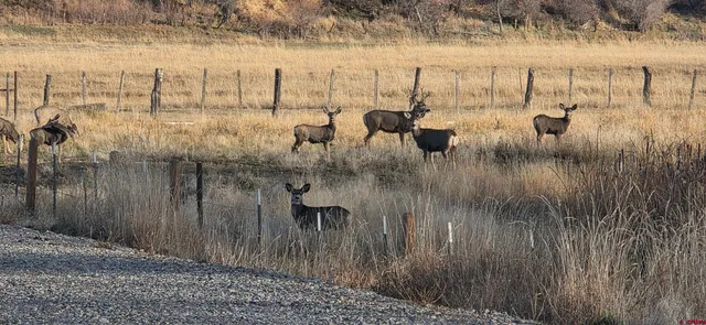 $3,800,000 | 1277 Cr 501 Bayfield Co 81122, Bayfield, CO 81122