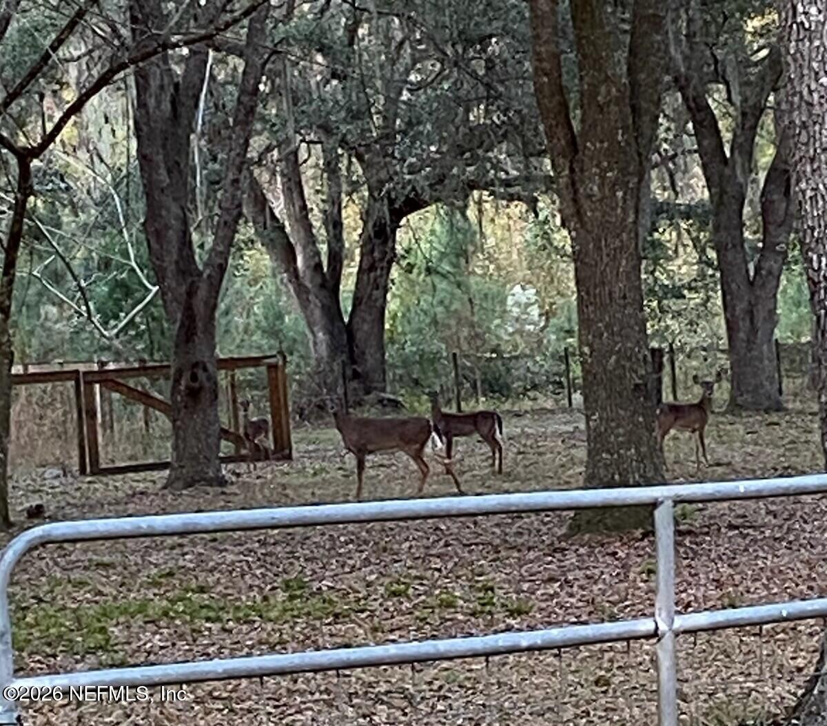 5824 Jones Creek Road Keystone Heights, FL 32656 - Photo 20 of 20 Deer