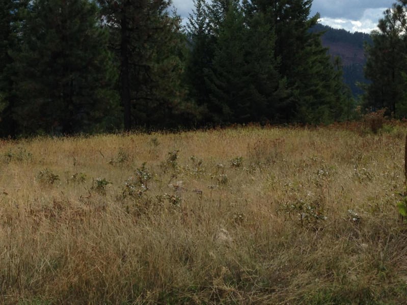 Lot 4 Dry Gulch Road Colville, WA 99114 - Photo 3 of 5