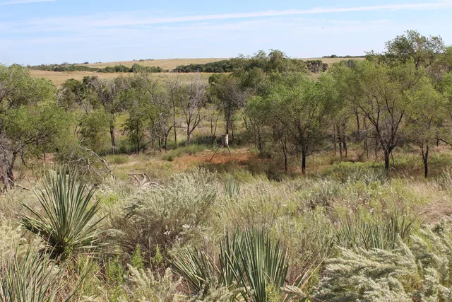 a view of a lush green space with sea