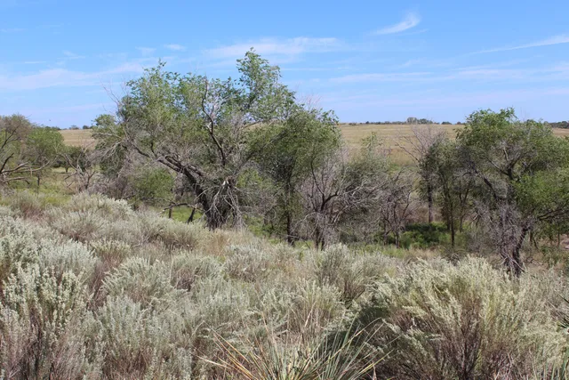 a view of a back yard