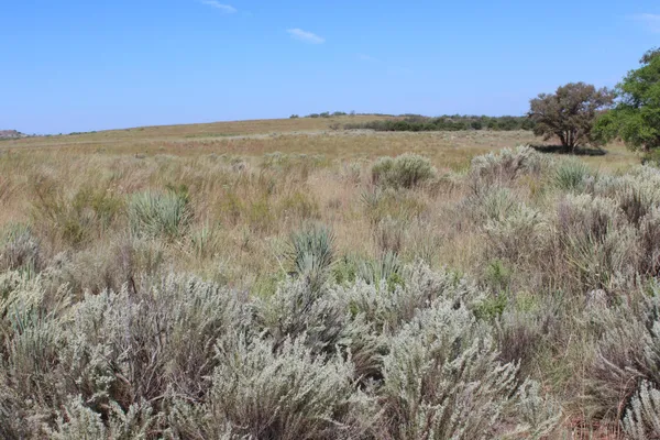 a view of a bunch of trees and bushes
