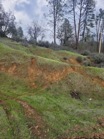 a view of a field with large trees
