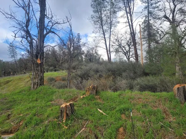 a view of backyard with large trees