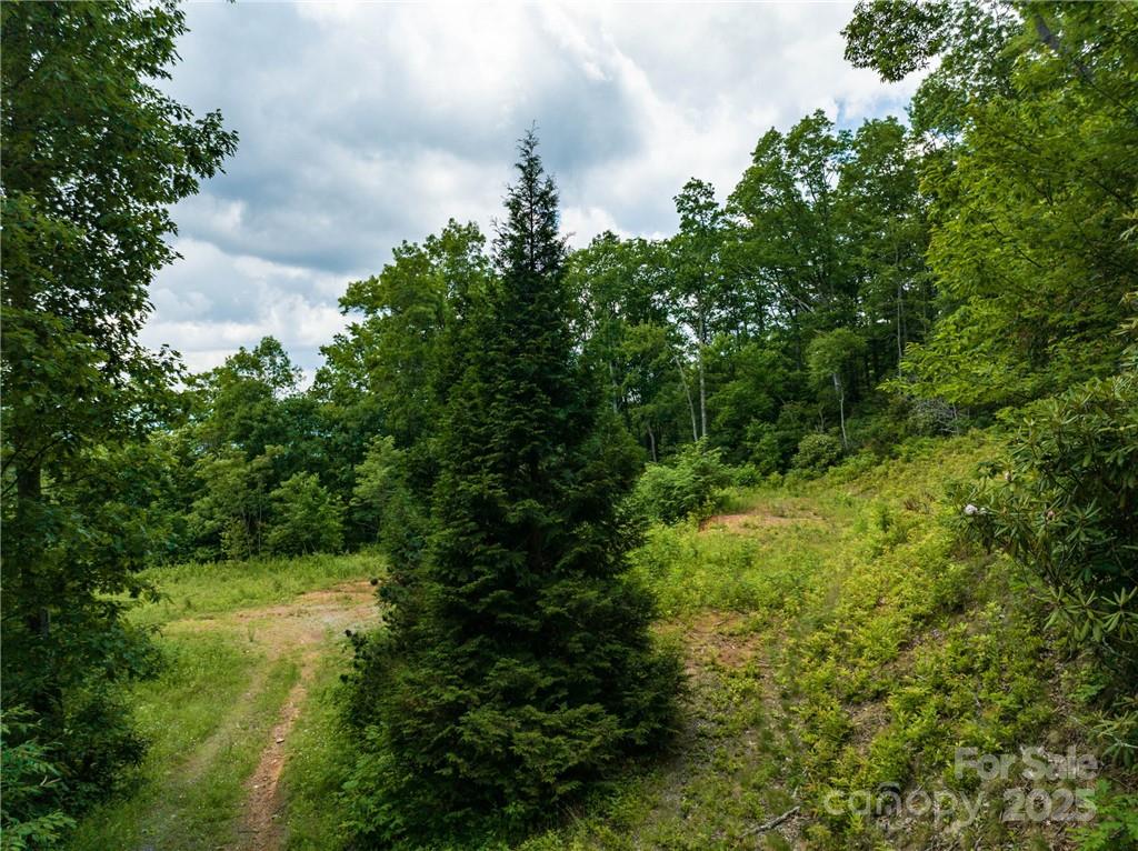 3867 Parris Branch Road, Unit TRACT B Sylva, NC 28779 - Photo 4 of 12 a view of a yard with plants and a bench