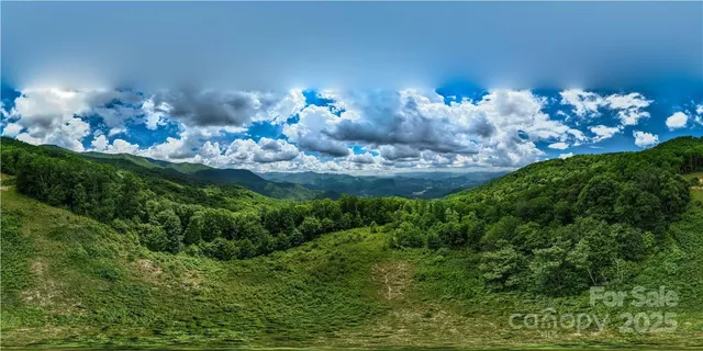 a view of a lush green forest