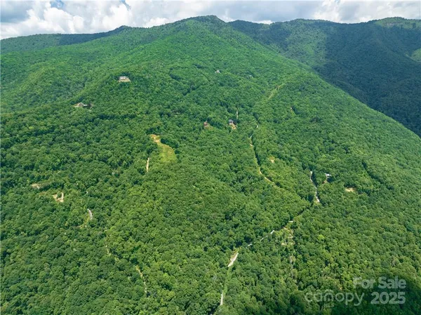 a view of a lush green forest