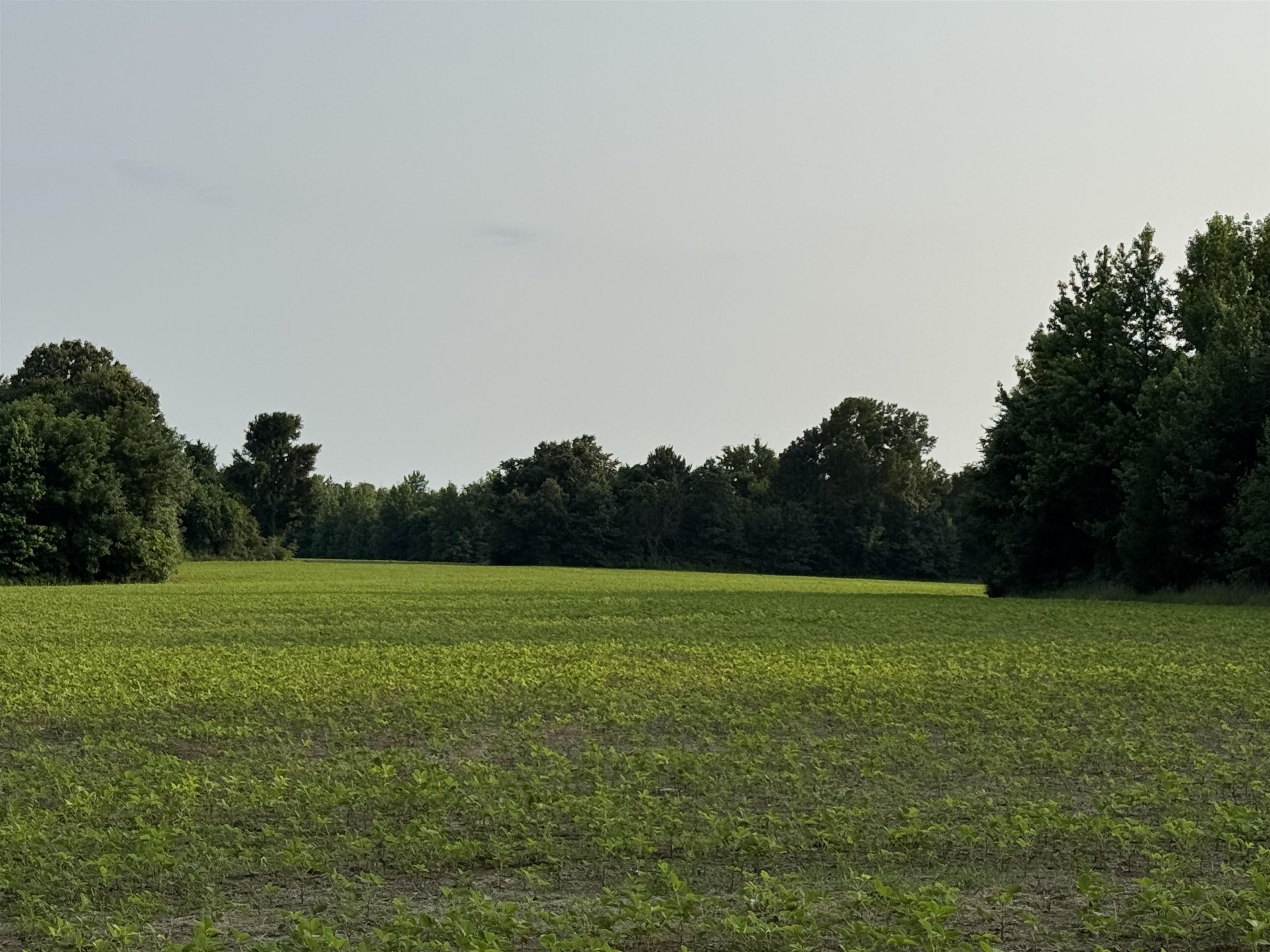 Frazier Road Rossville, TN 38066 - Photo 4 of 12 Gallery Image 4