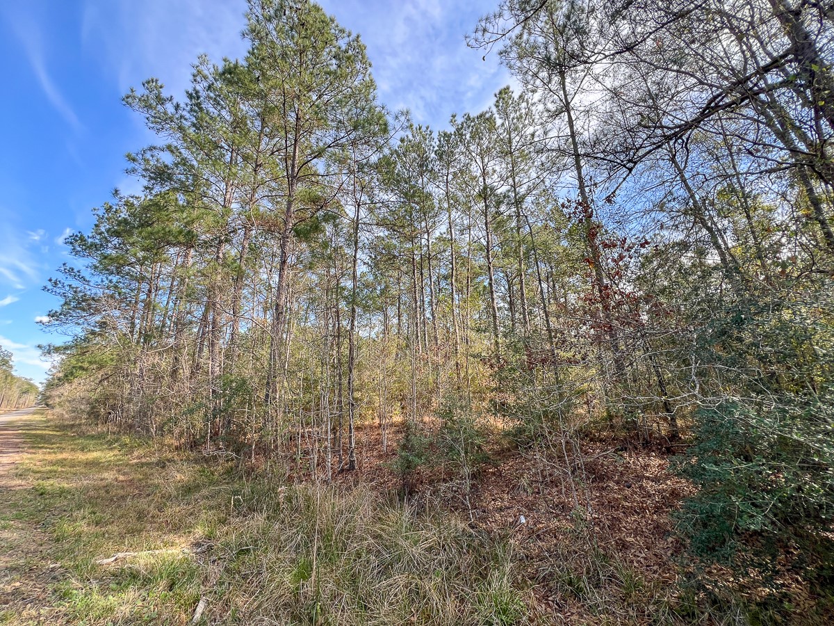 T-2 T-2 Zavalla Road Orange, TX 77632 - Photo 5 of 9 a view of forest