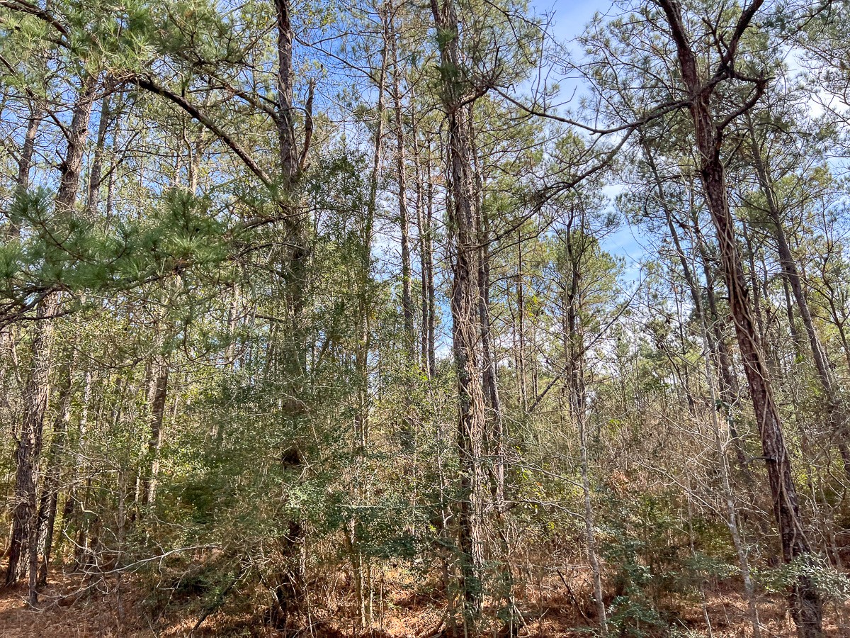 T-2 T-2 Zavalla Road Orange, TX 77632 - Photo 8 of 9 a view of forest
