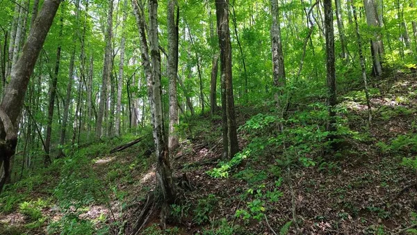 a view of a big yard with large trees