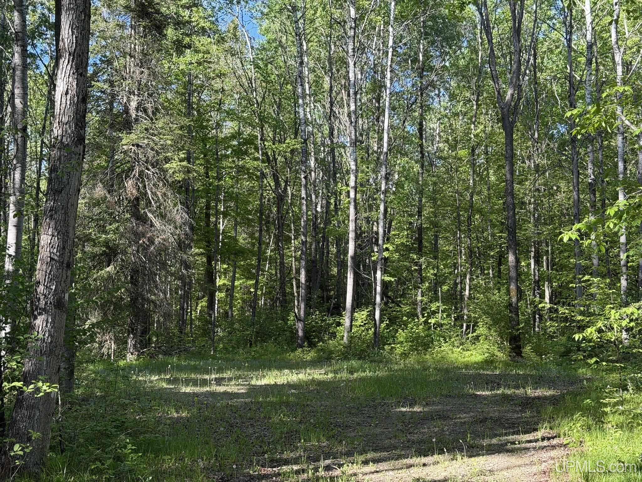Tipler-wi Dream Lake Road Long Lake, WI 54542 - Photo 7 of 8