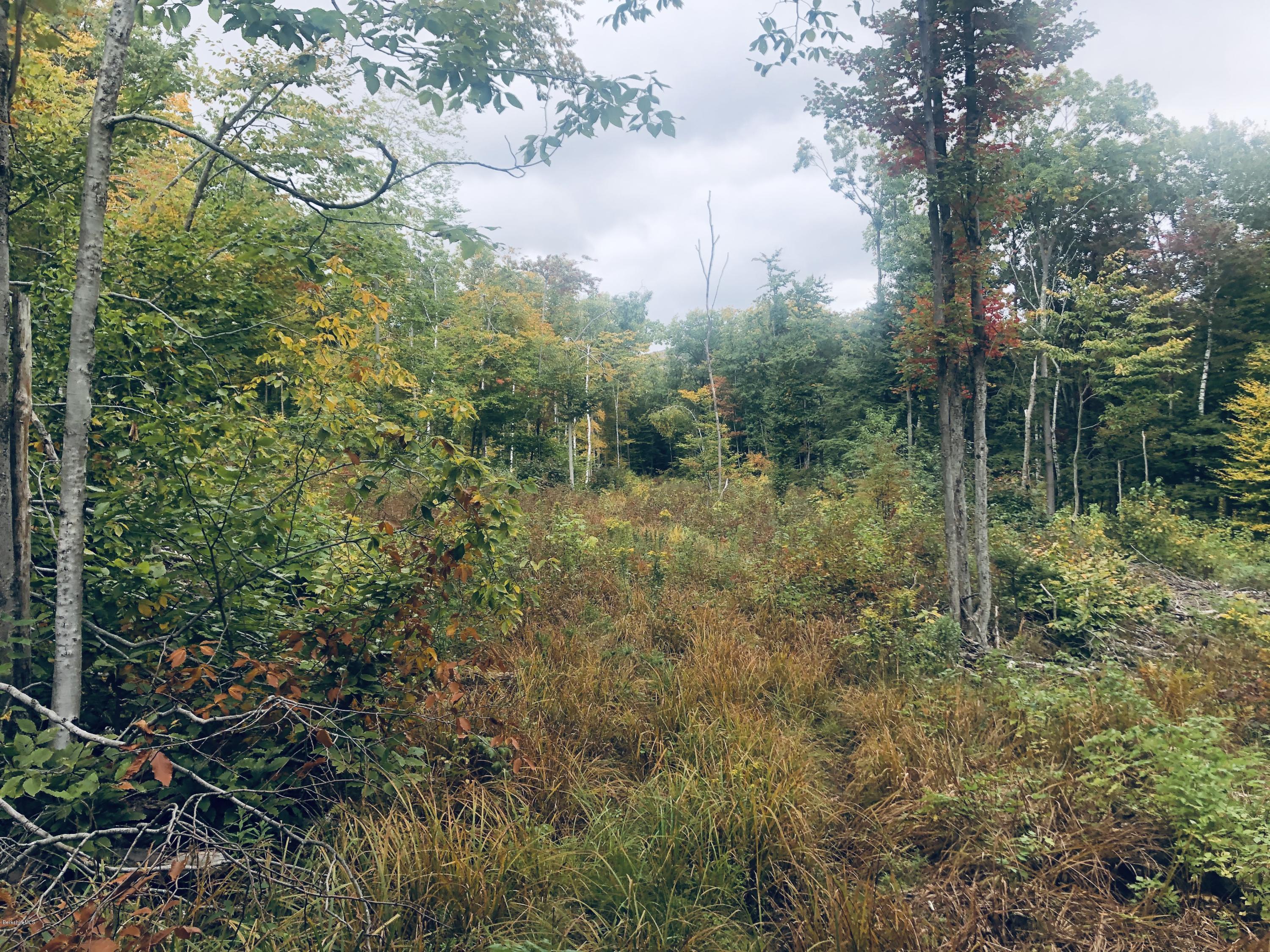 51 Strykers Road Florida, MA 01247 - Photo 1 of 44 a view of a garden with a tree