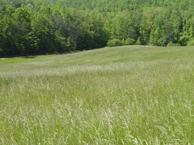 1370 Johnny's Ridge Road Ferrum, VA 24088 - Photo 20 of 24 a view of a green field with trees in the background