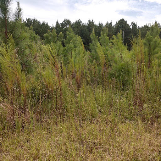 638 Target Road Holly Hill, SC 29059 - Photo 1 of 4 target rd photo 4 karen