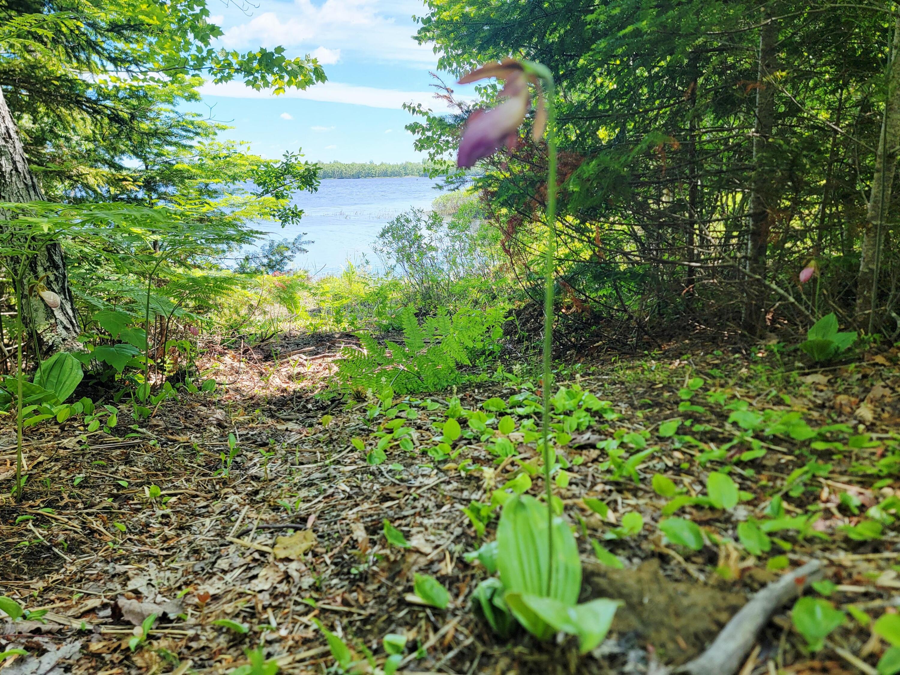 200 Tannery Brook Road Mariaville, ME 04605 - Photo 53 of 73