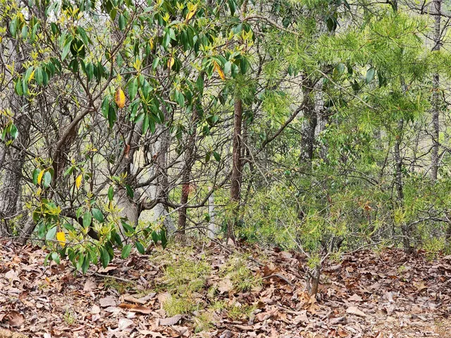 a view of a yard with a tree