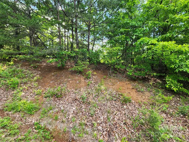 a view of a yard with plants and a trees