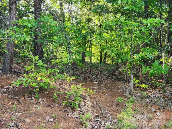 a view of a yard