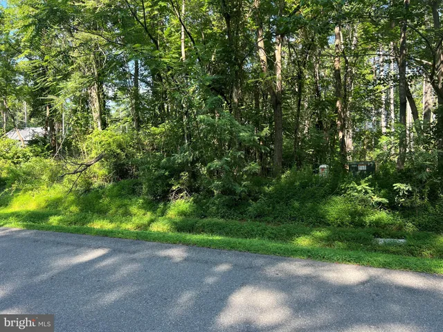a view of a yard with plants and large trees