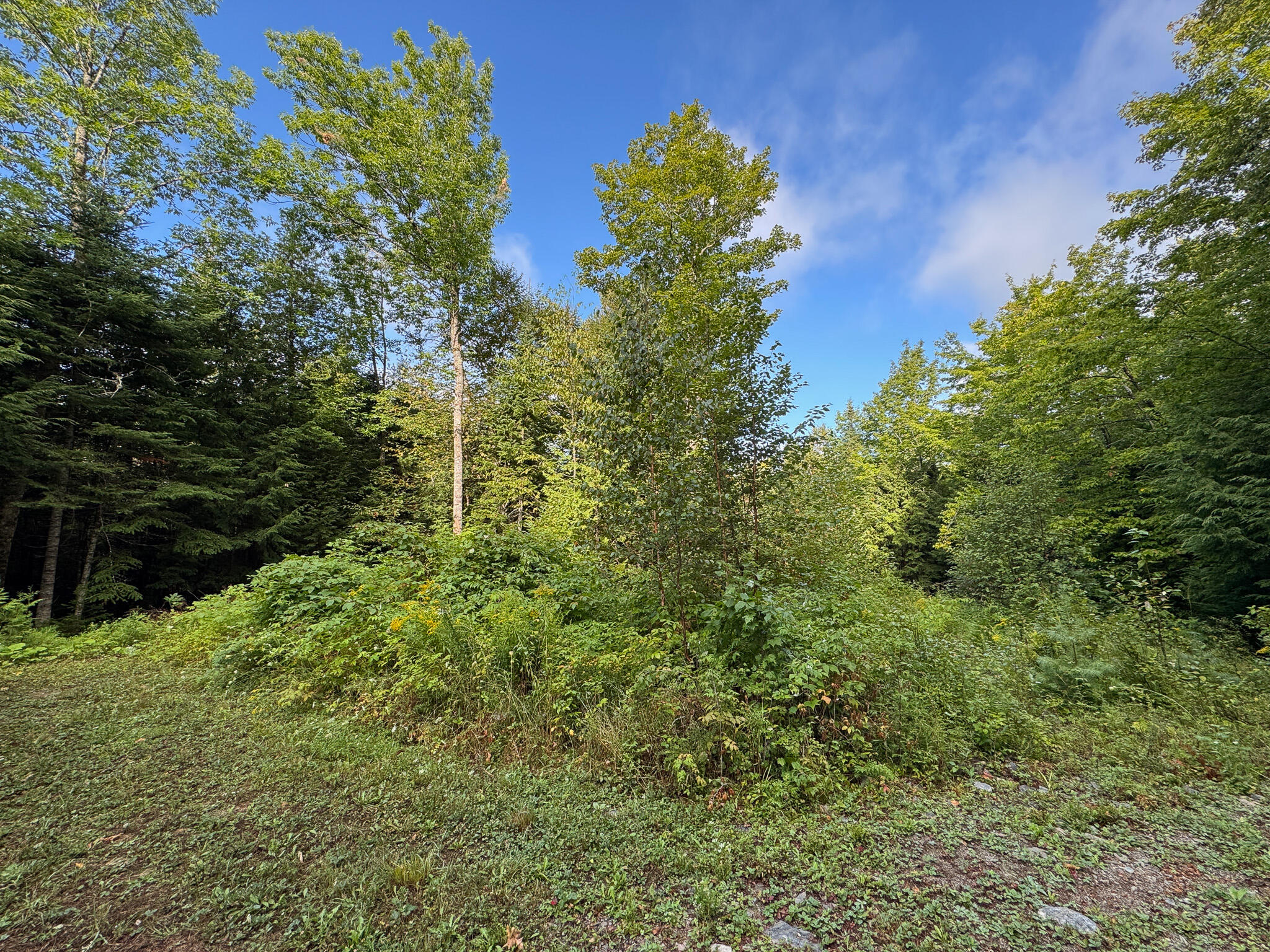 Lot 8-9 Moores Road Springfield, ME 04487 - Photo 14 of 22 14