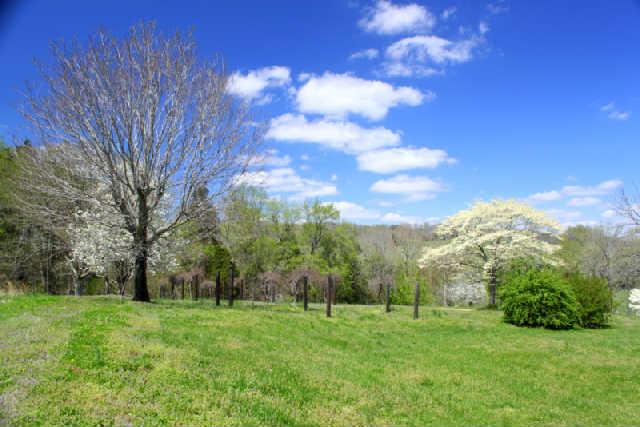 0 Only Road Nunnelly, TN 37137 - Photo 17 of 19 Gallery Image 17
