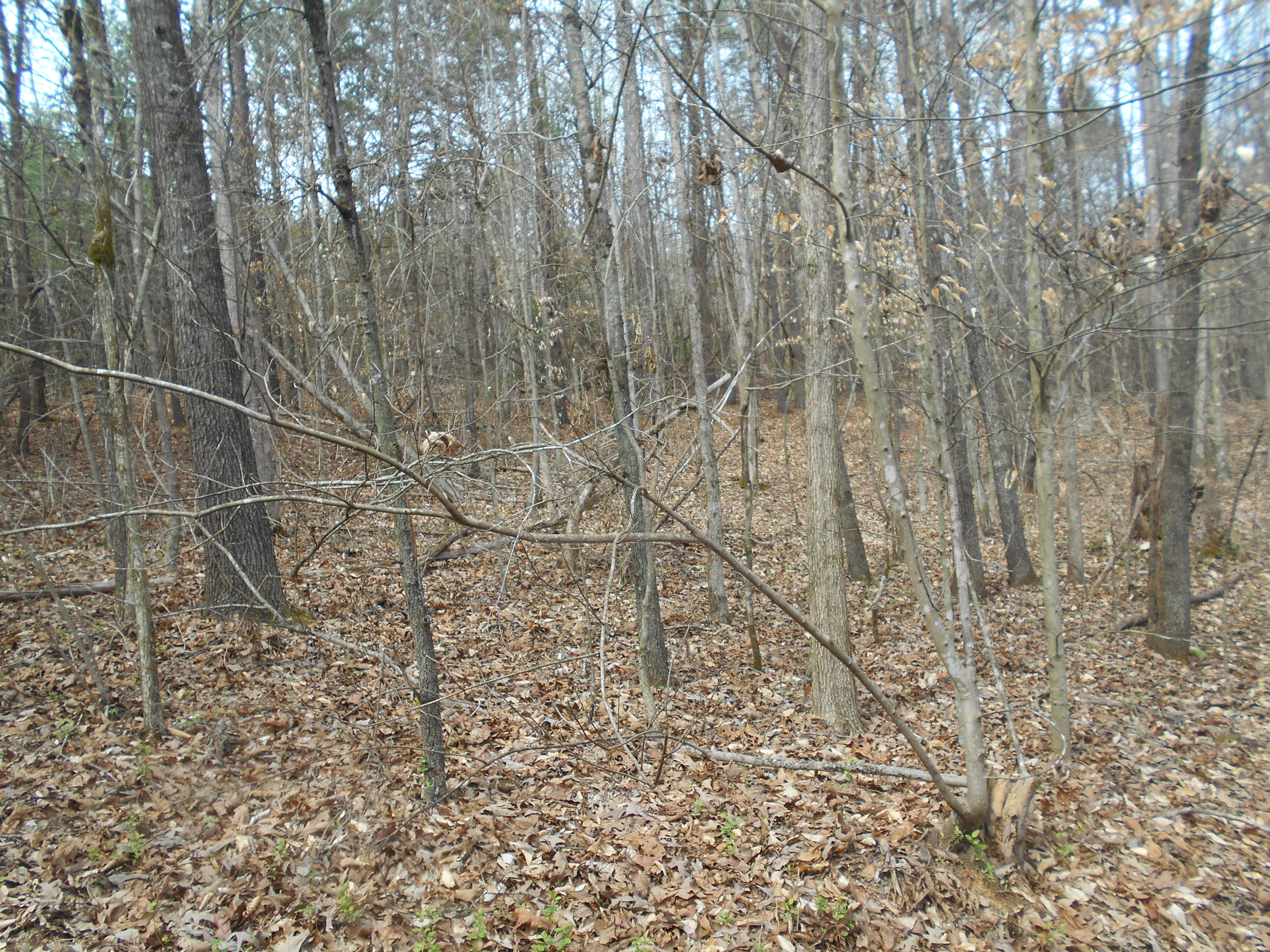 1212 Stanton Road Seymour, TN 37865 - Photo 12 of 25 DSCN1864