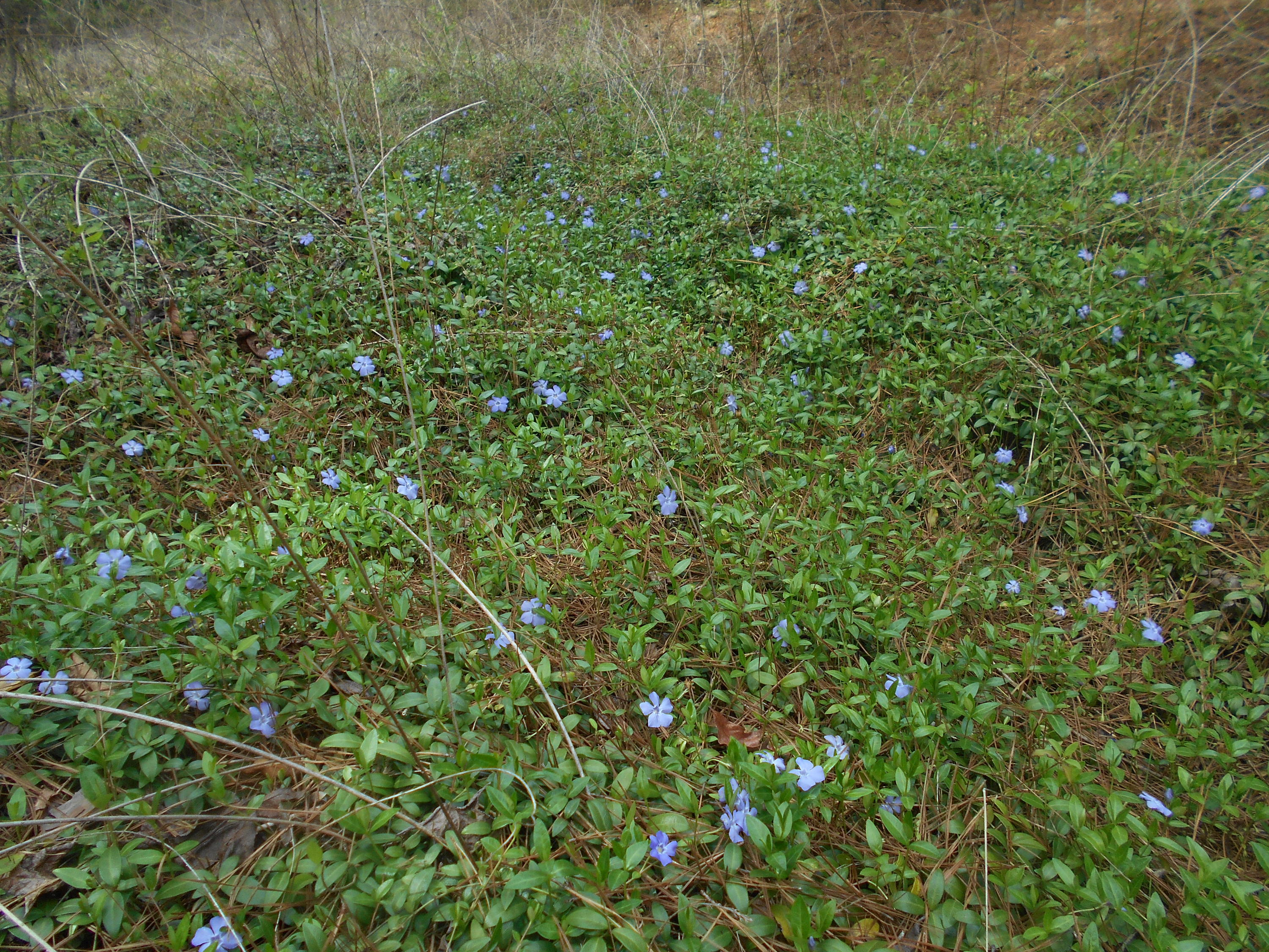 1212 Stanton Road Seymour, TN 37865 - Photo 10 of 25 DSCN1862