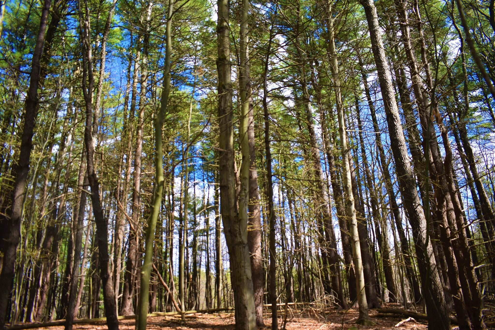King Hill Road Freehold, NY 12431 - Photo 12 of 13 Photo 12