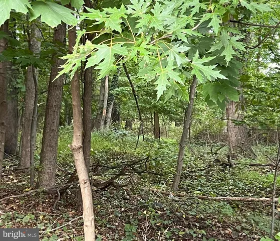 a plant view in yard
