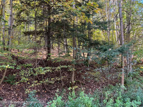 a view of a forest with trees