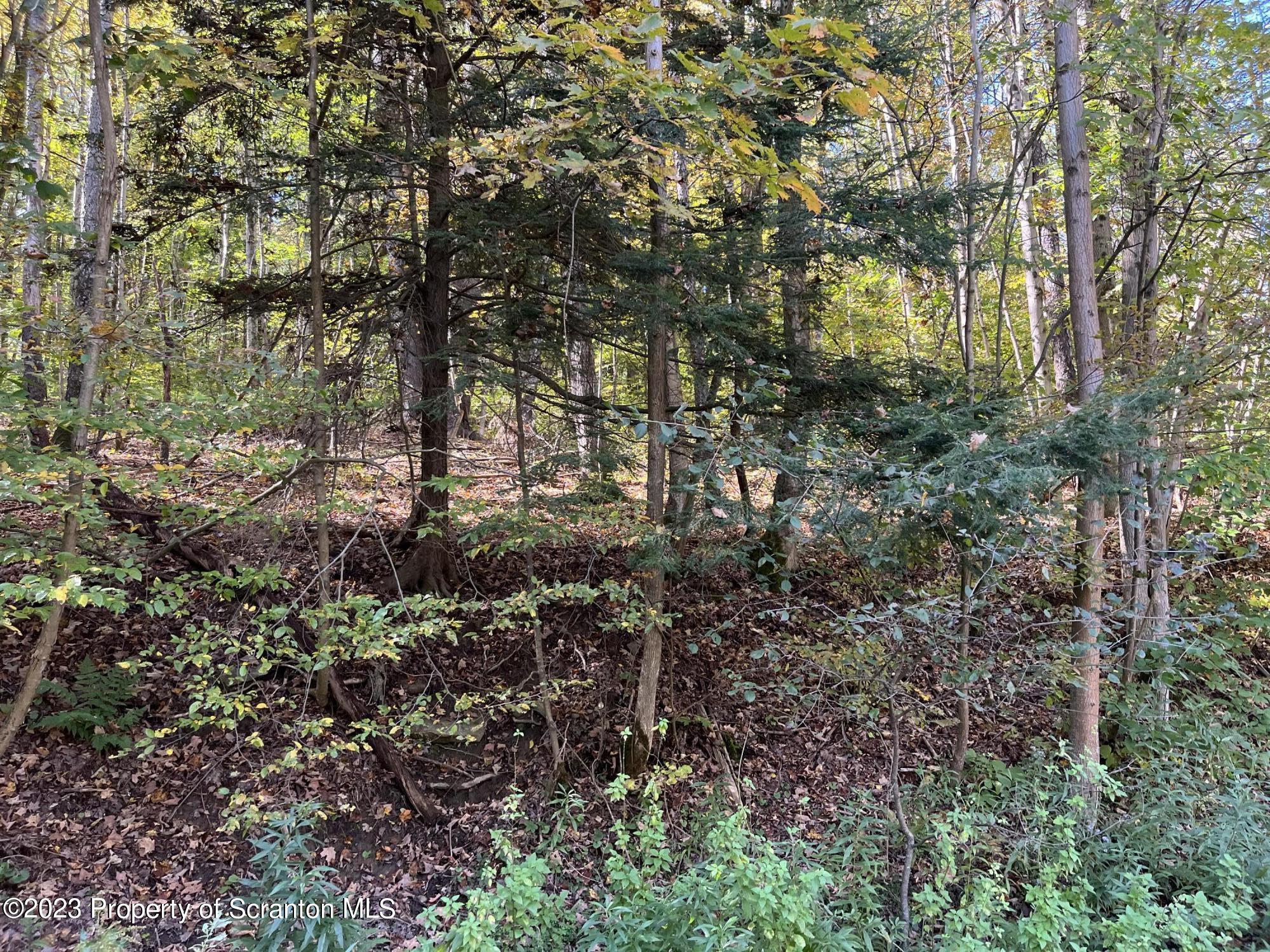 858 State Route Little Meadows, PA 18830 - Photo 2 of 8 a view of a forest with trees
