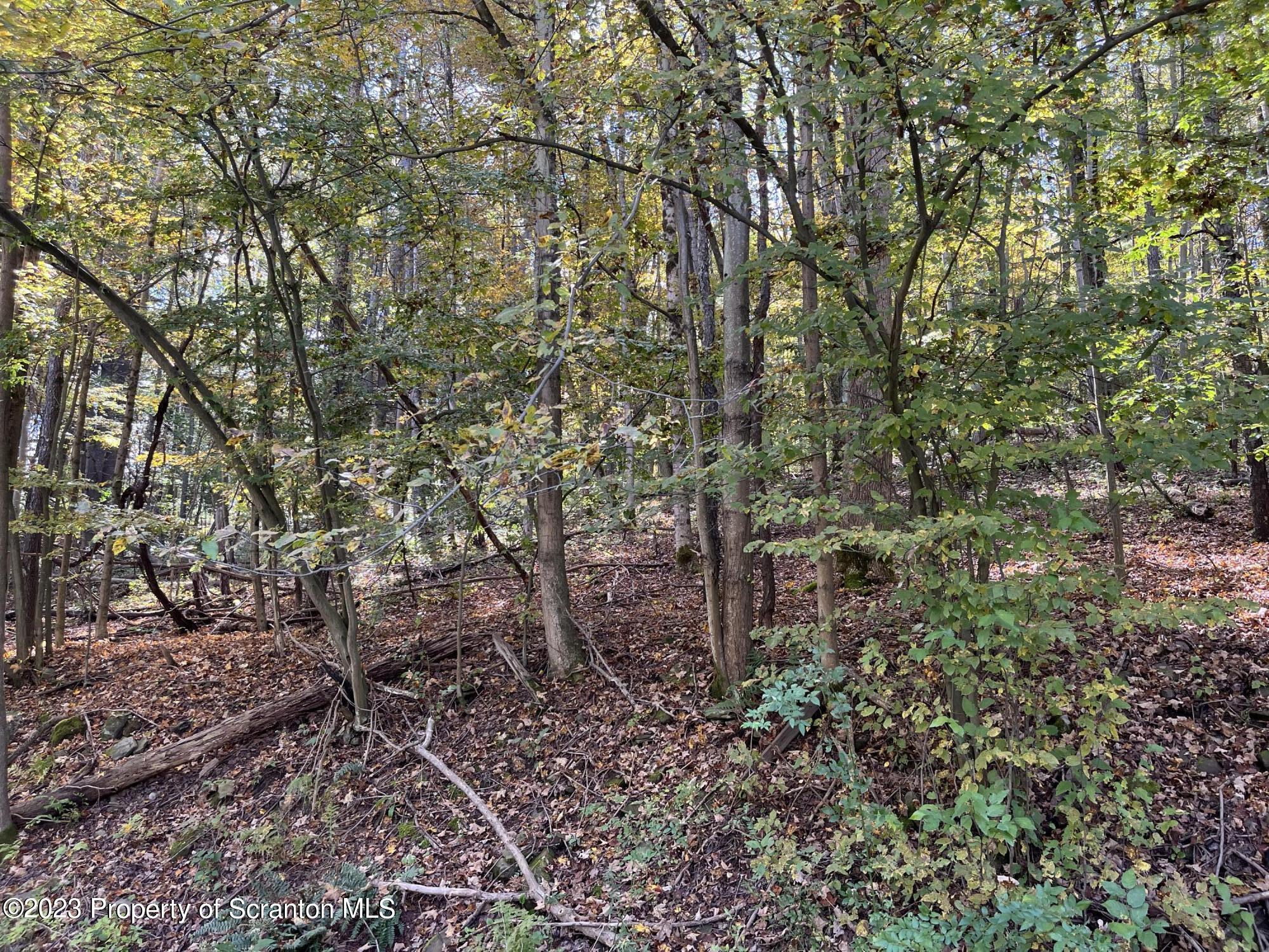 858 State Route Little Meadows, PA 18830 - Photo 6 of 8 a backyard of a house with lots of plants and large trees