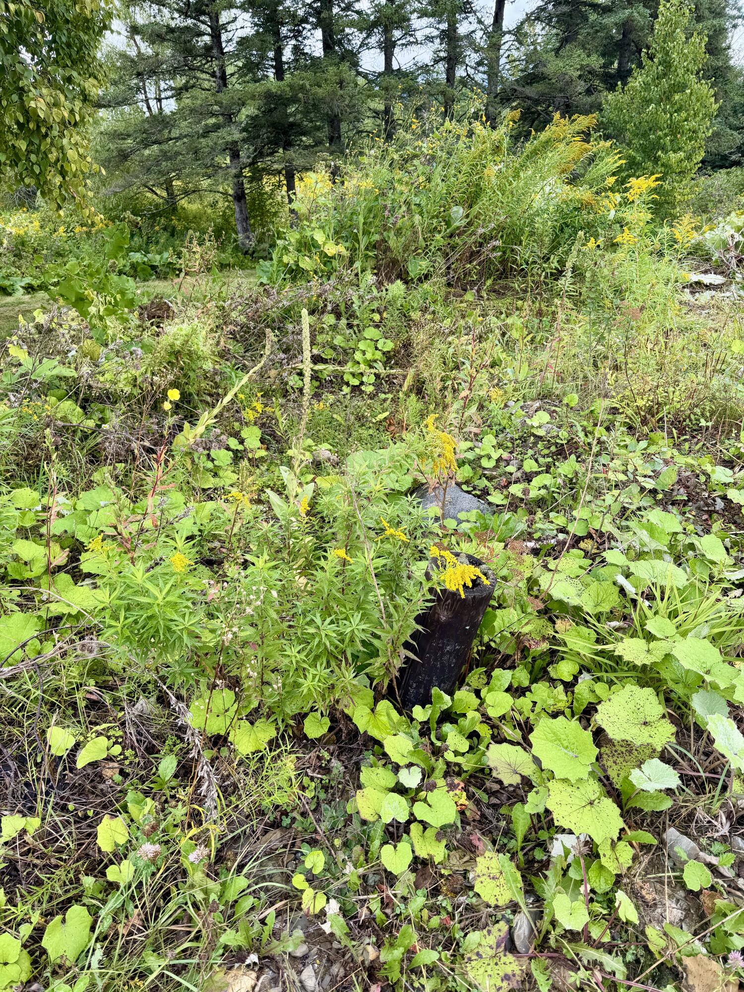 586 Robinson Road Blaine, ME 04734 - Photo 11 of 12 581 Robinson Road