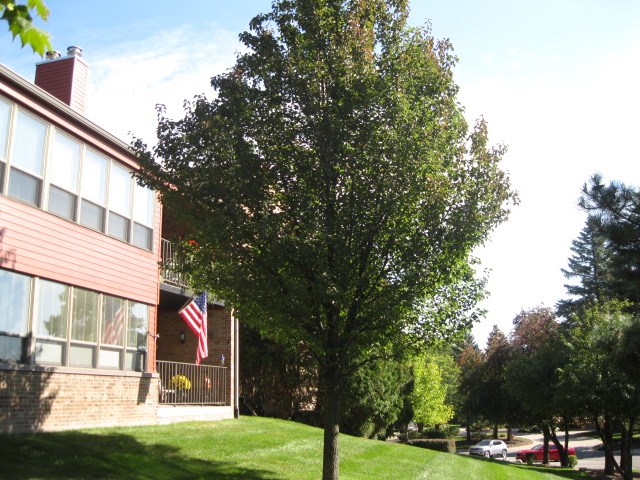875 GreenView Court, Unit 63 Rochester, MI 48307 - Photo 48 of 81 31397243-47.JPG