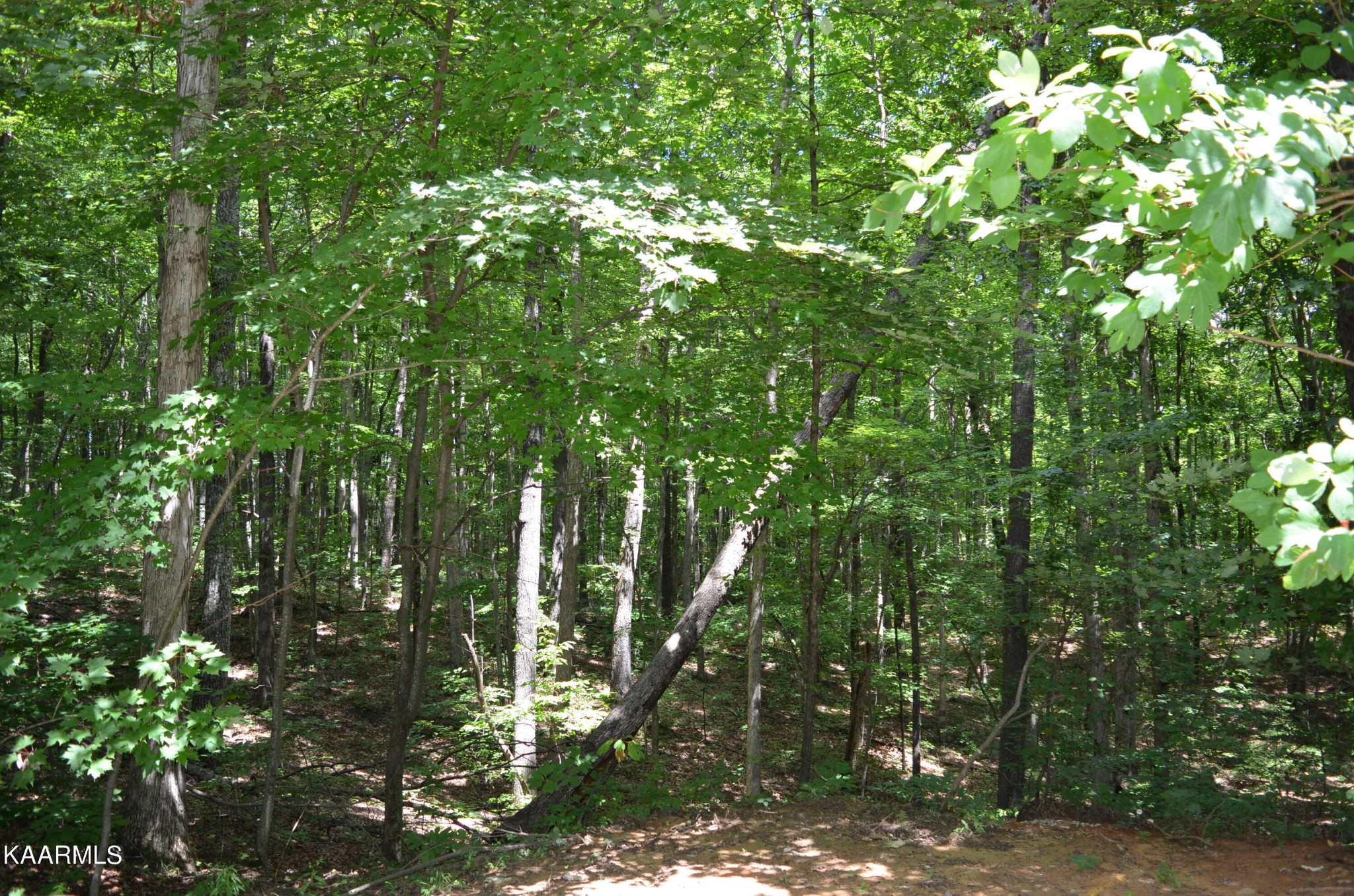 529 Yellow Cliff Estates Road Jamestown, TN 38556 - Photo 46 of 46 Gallery Image 46