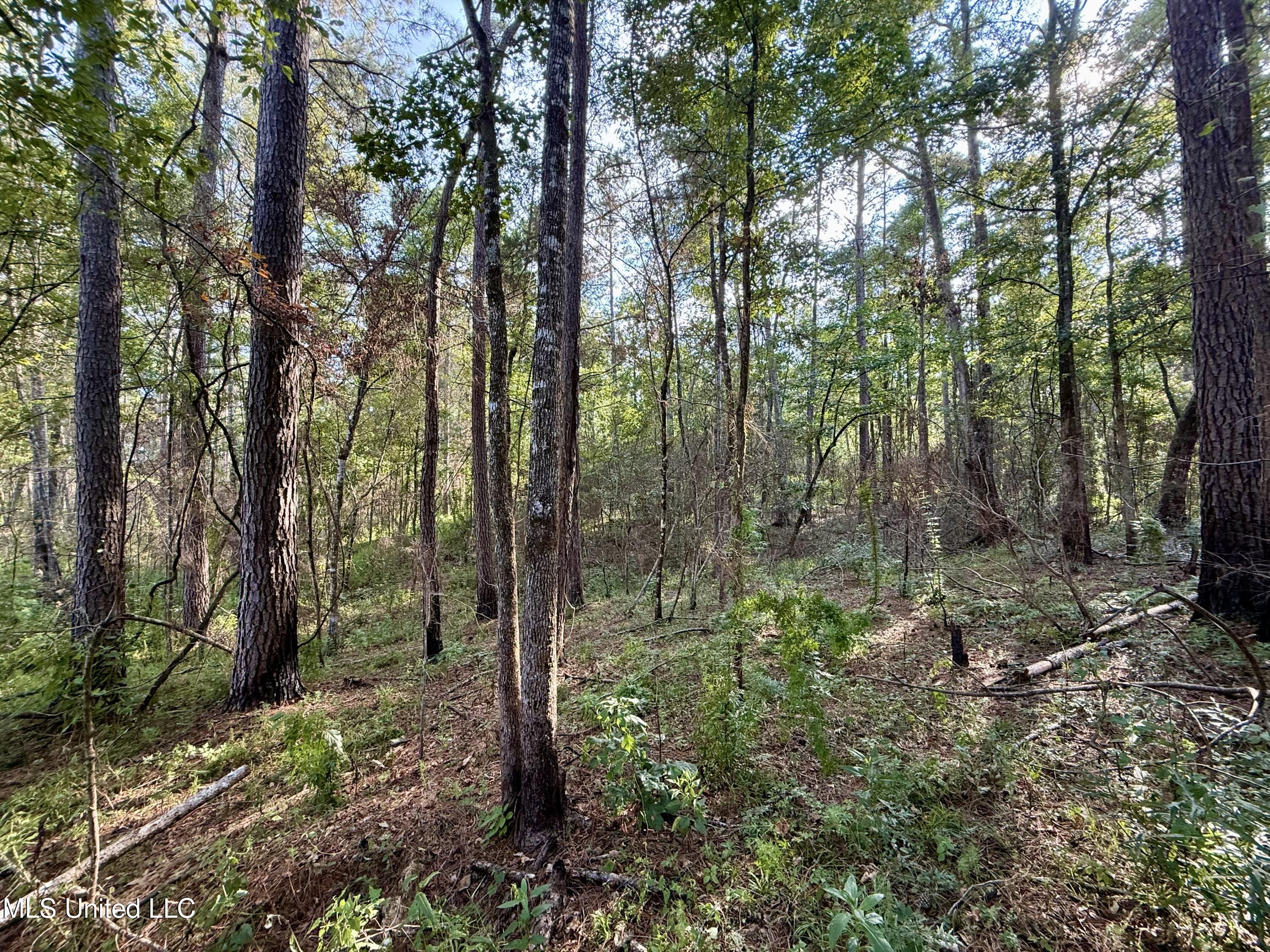 5450 Jernigan Road Liberty, MS 39645 - Photo 11 of 68 IMG_1148