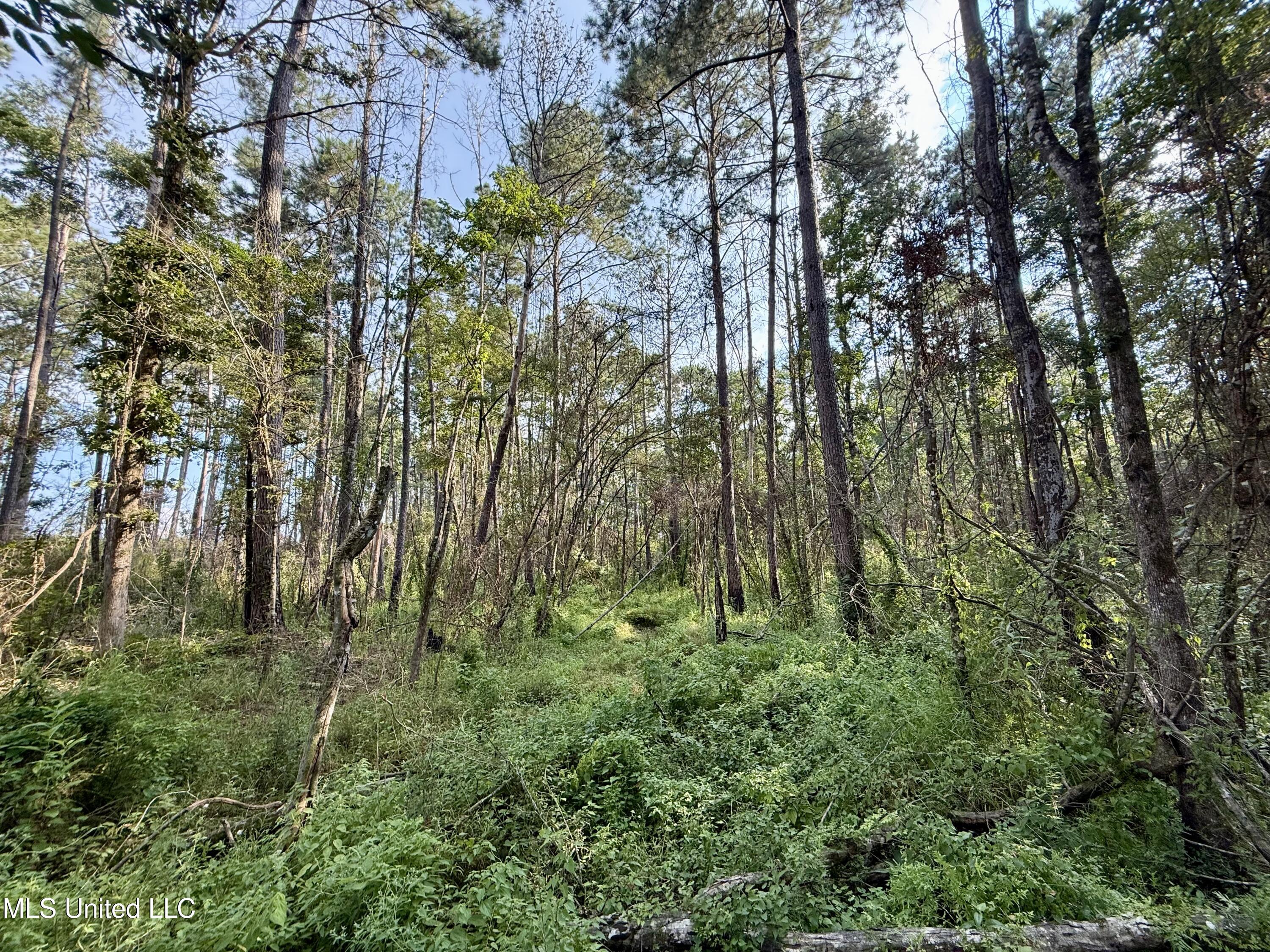 5450 Jernigan Road Liberty, MS 39645 - Photo 13 of 68 IMG_1150