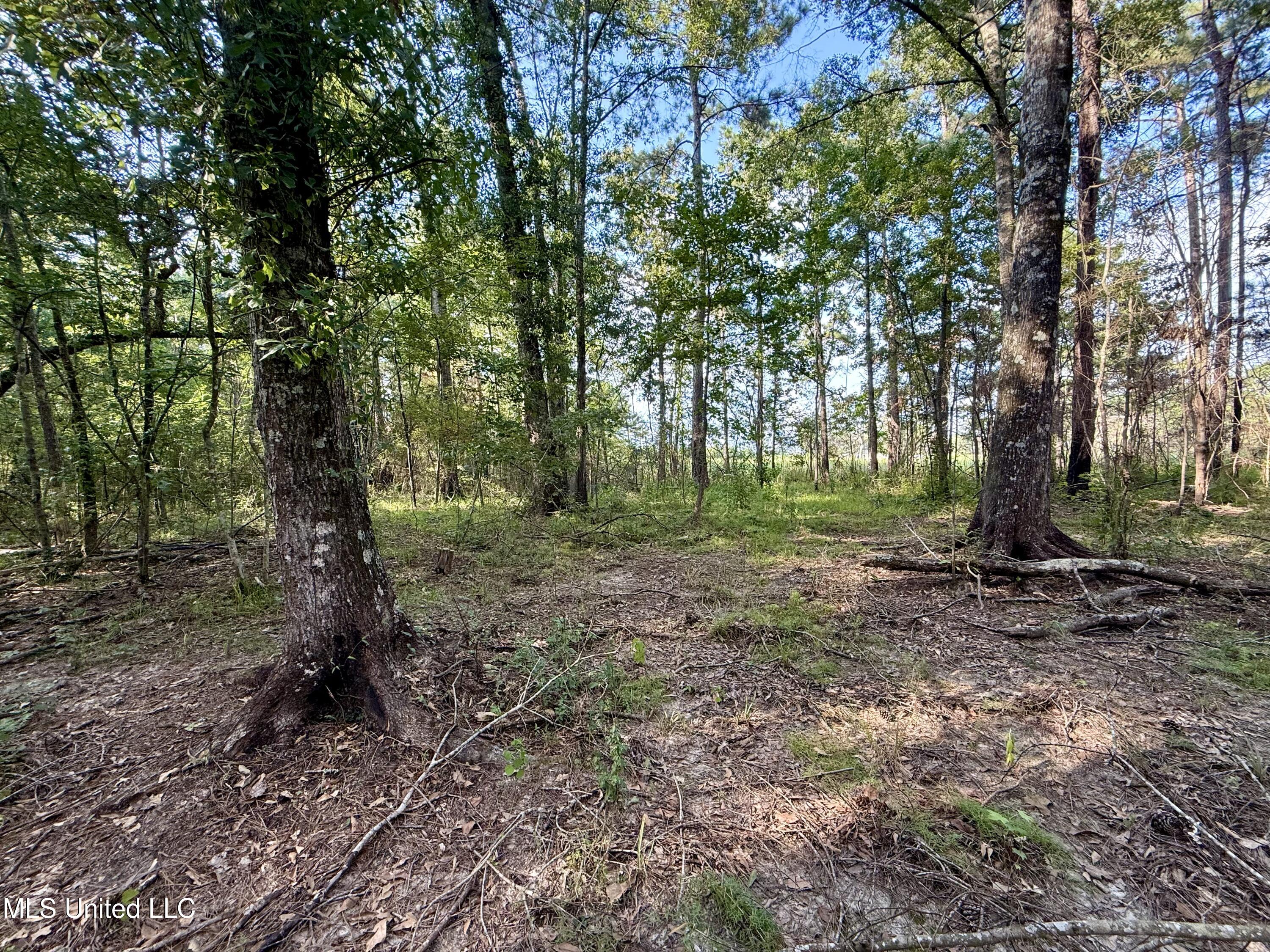 5450 Jernigan Road Liberty, MS 39645 - Photo 4 of 68 IMG_1141