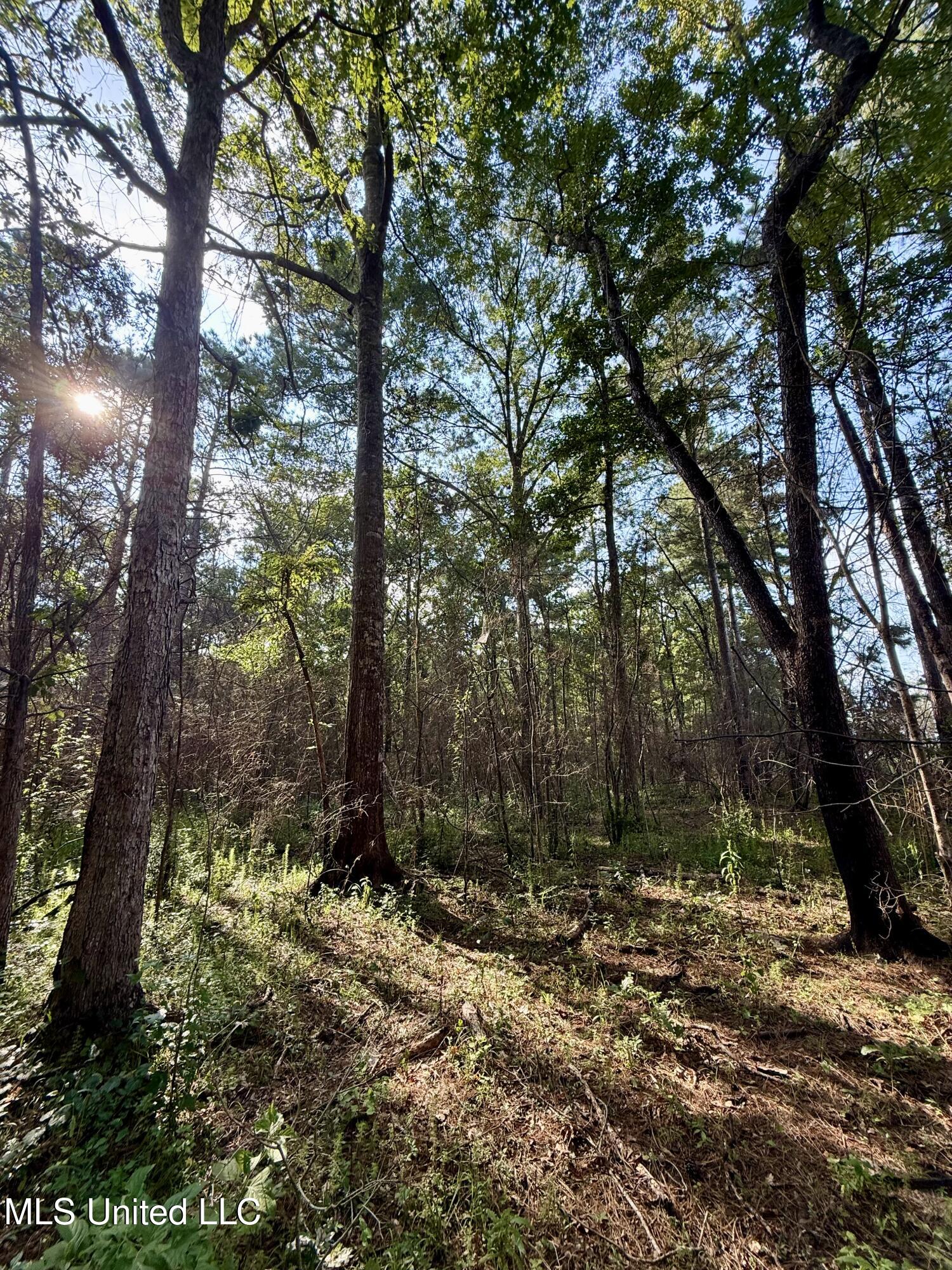5450 Jernigan Road Liberty, MS 39645 - Photo 5 of 68 IMG_1142