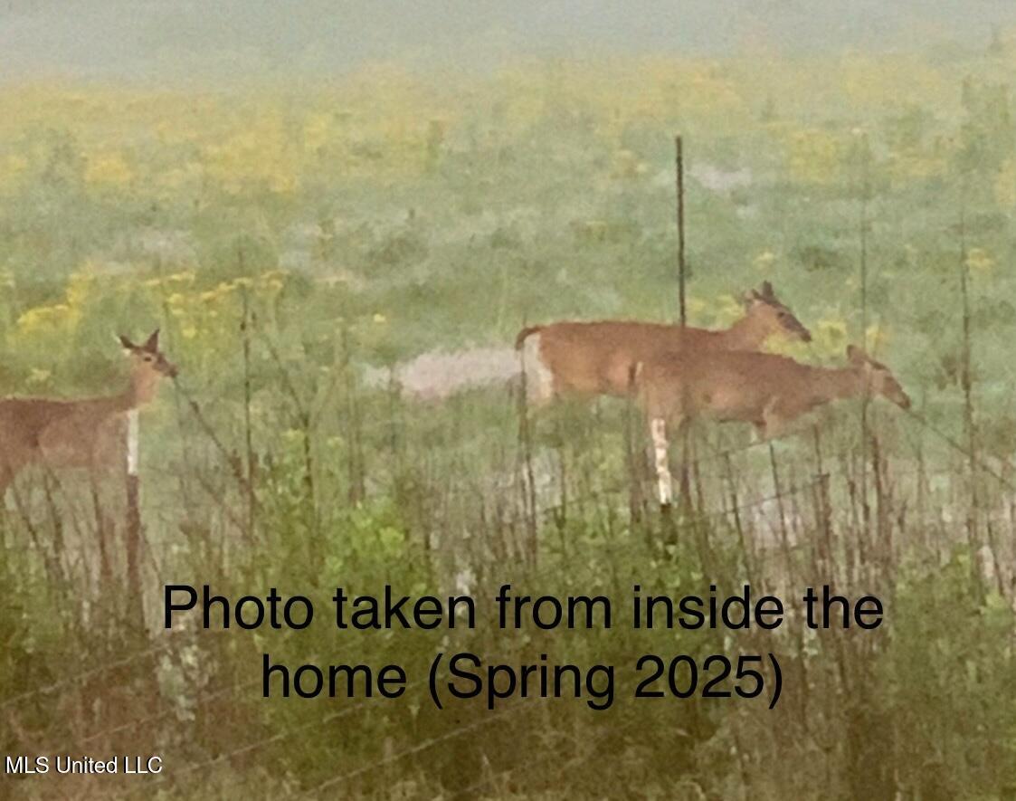 5450 Jernigan Road Liberty, MS 39645 - Photo 64 of 68 5843886421431019307