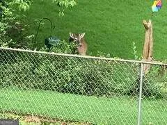 a close up of a plant in a garden