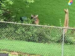 1558 Womack Road Atlanta, GA 30338 - Photo 16 of 19 a view of a garden