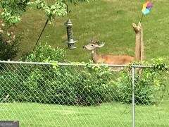 1558 Womack Road Atlanta, GA 30338 - Photo 17 of 19 a close up of a plant in a garden